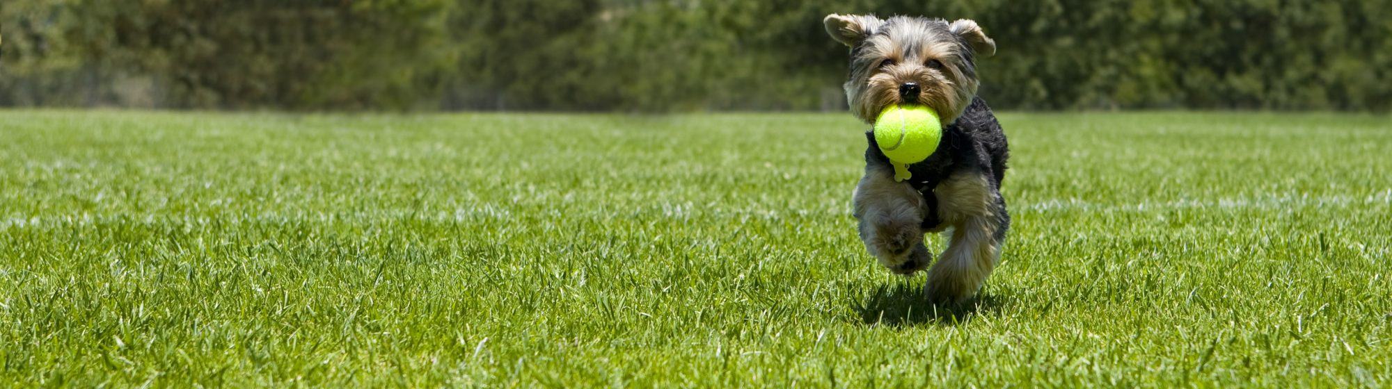 Small Dog Running with Ball